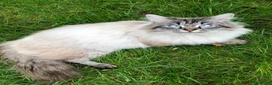 Siberian 1