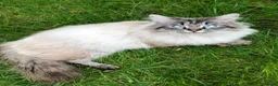 Siberian cats for sale: Seal-Point Siberian Male - Advert 8