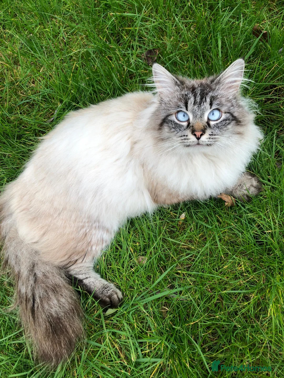 Siberian cats for sale: Seal-Point Siberian Male - Advert 8