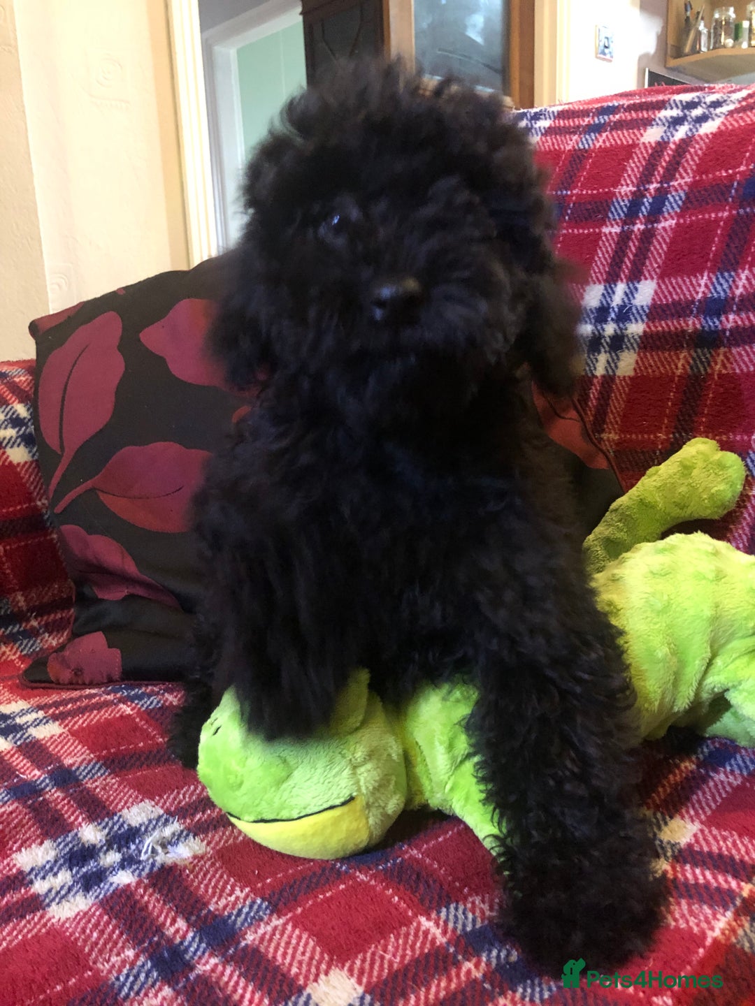 Cockapoo dogs for sale: Cockapoo puppies for sale  - Advert 3