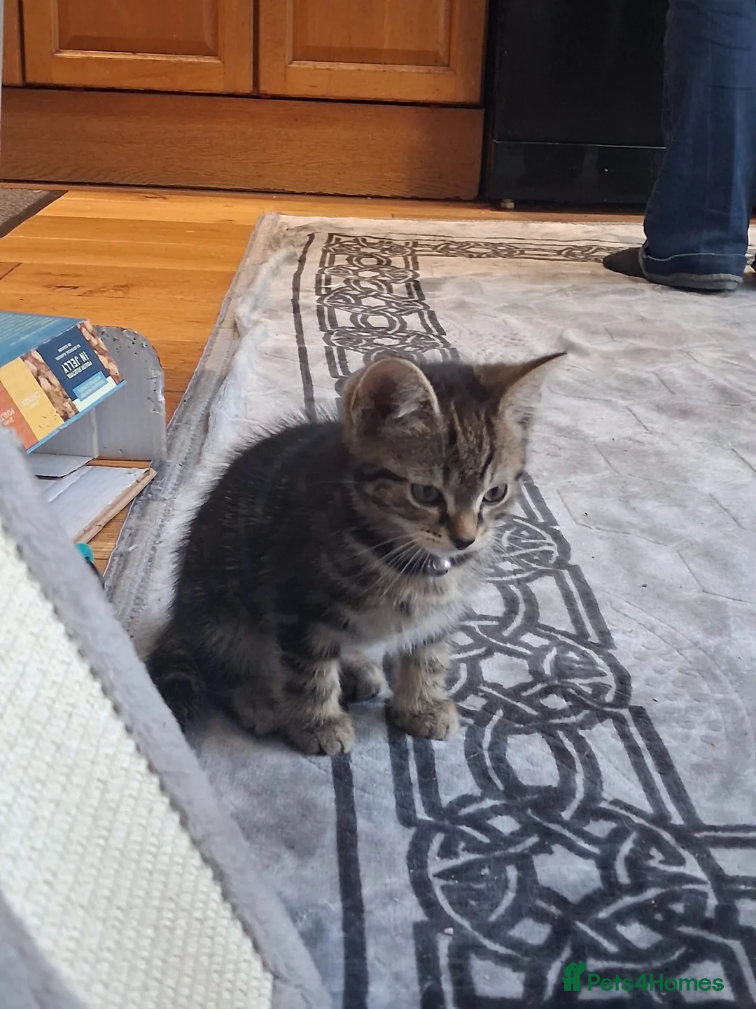 Mixed Breed cats for sale: Charlie  - Advert 2