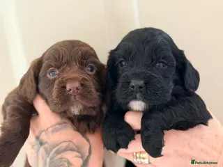Cocker Spaniel dogs Gorgeous litter of working cocker spaniel puppies - Advert 1