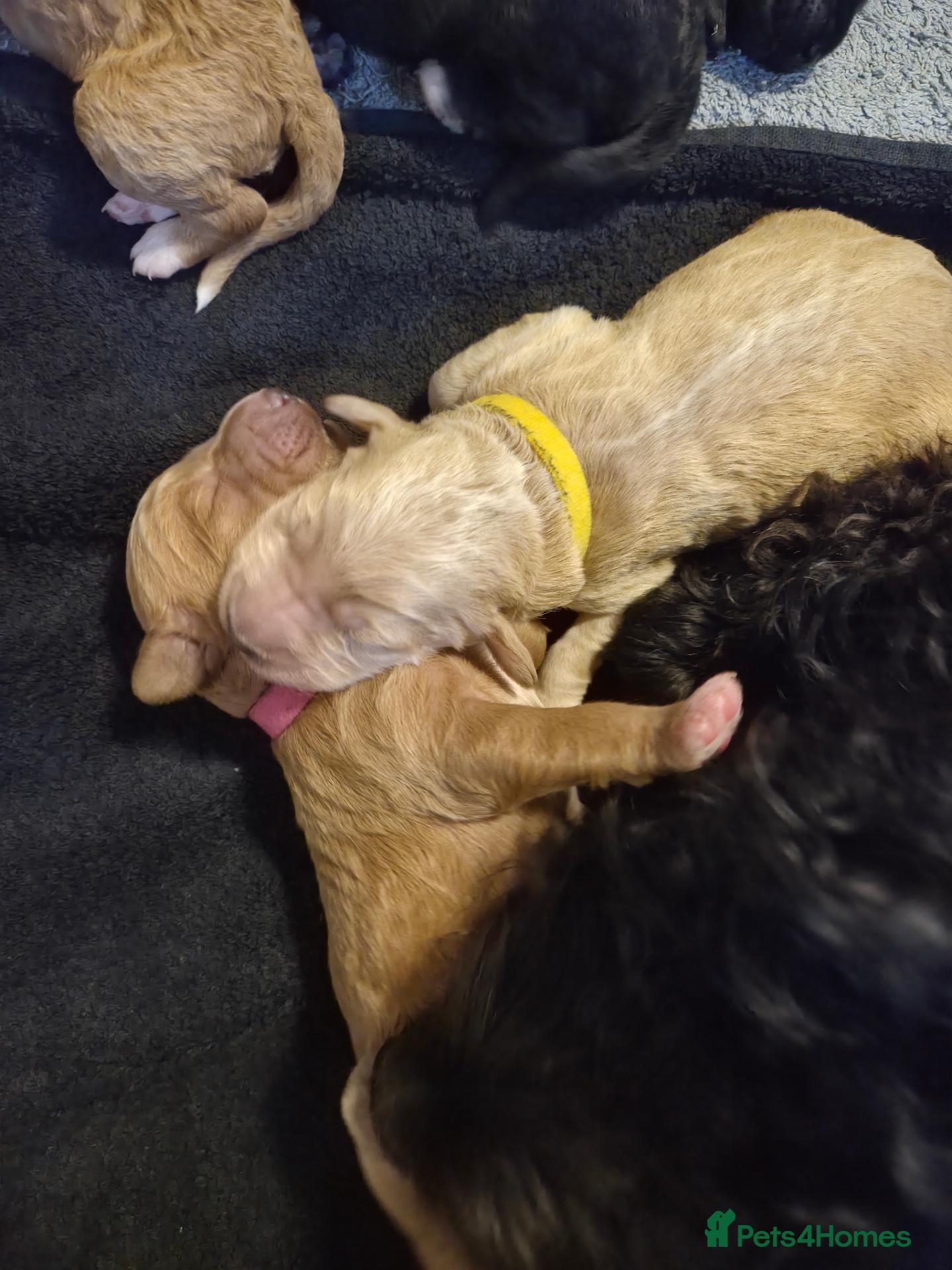 Mixed Breed dogs for sale: Australian Labradoodle x Goldendoodle Puppies - Advert 2