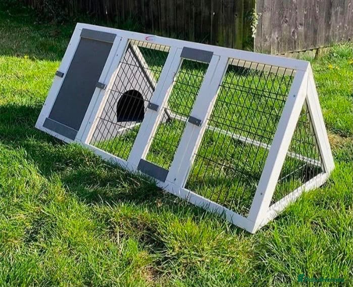 Guinea Pig rodents 2 Male Guinea Pigs & Cage + Outdoor Run Pen  - Advert 2