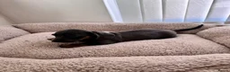 Miniature Dachshund dogs for sale: Miniature dachshund in Manchester - Advert 10
