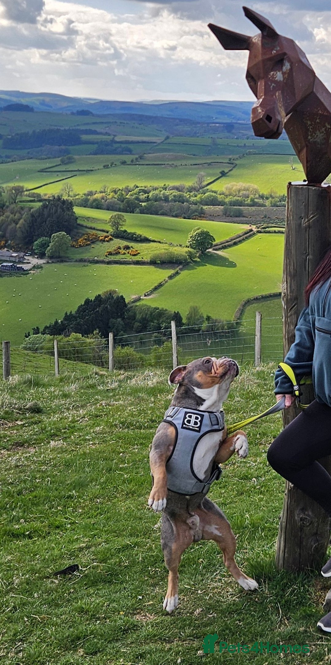 Olde English Bulldogge dogs for sale: old english bulldogg - Advert 3