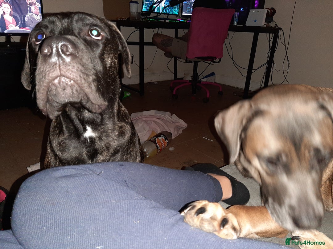 Mixed Breed dogs for sale: 8month old cane corse cross staff - Image 4