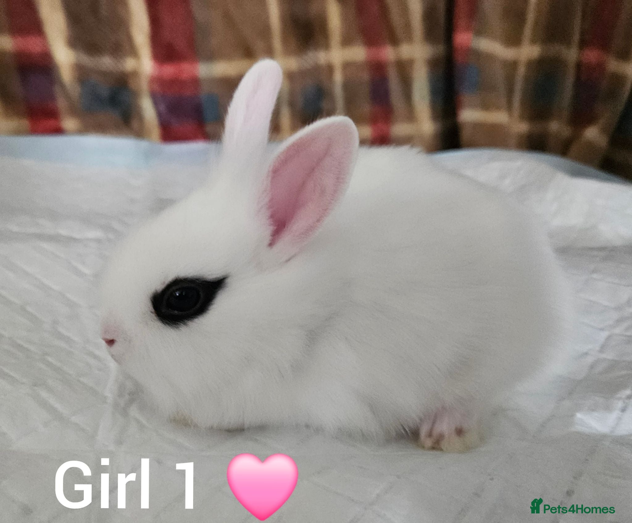 Mixed Breed rabbits Beautiful netherland dwarf x single mane lionhead  - Advert 1