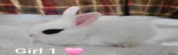 Mixed Breed rabbits for sale: Beautiful netherland dwarf x single mane lionhead  - Advert 1