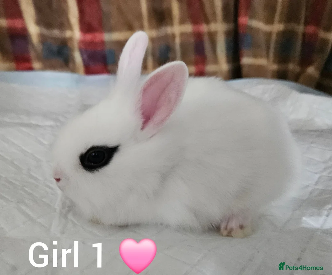 Mixed Breed rabbits for sale: Beautiful netherland dwarf x single mane lionhead  - Advert 1