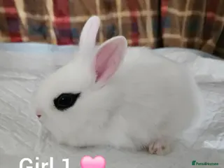 Mixed Breed rabbits Beautiful netherland dwarf x single mane lionhead - Advert 1