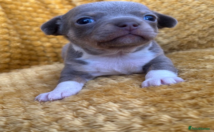 Chihuahua dogs - Advert 14