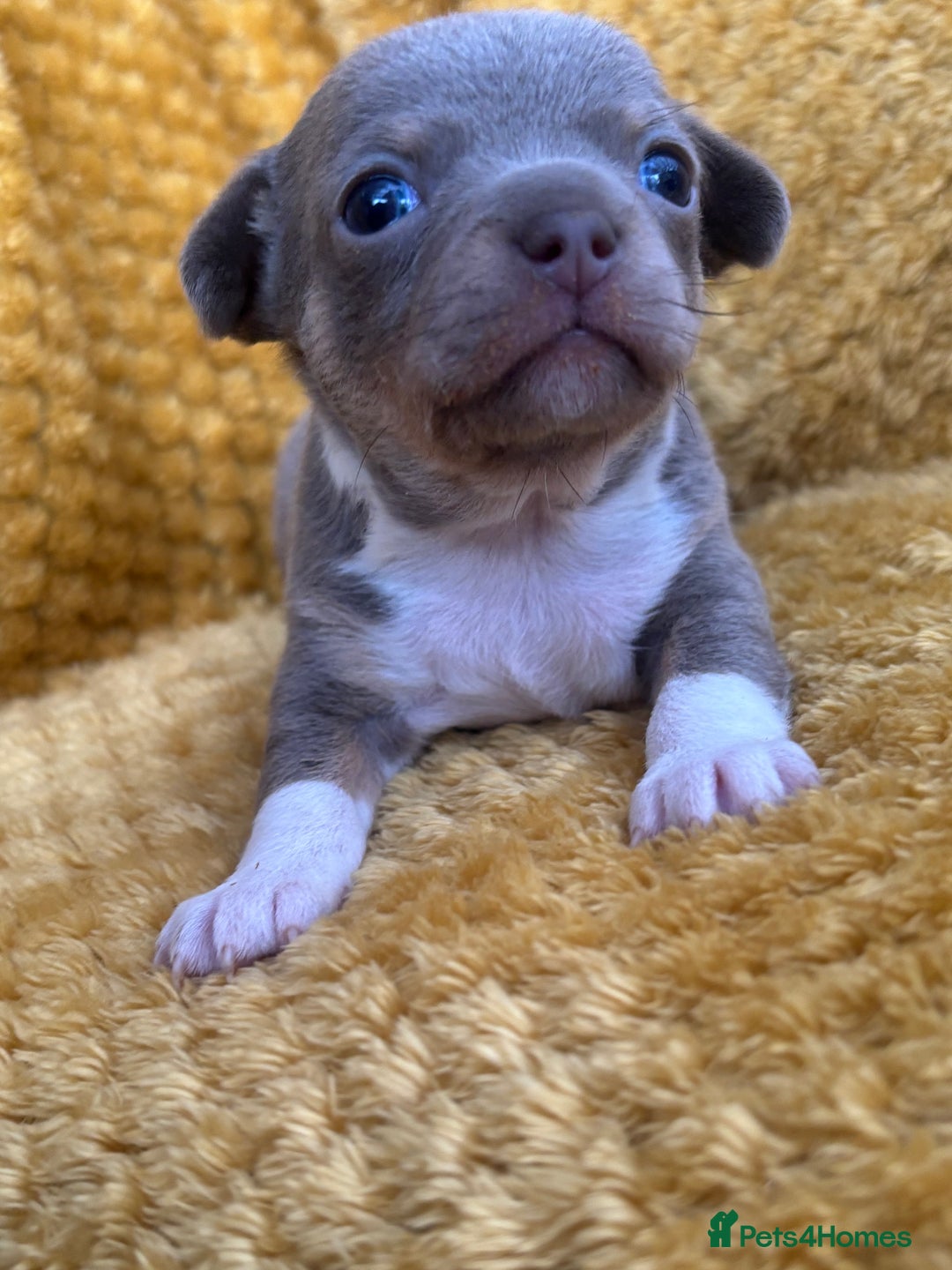 Chihuahua dogs for sale: Ready now ***Lilac girls - Image 9