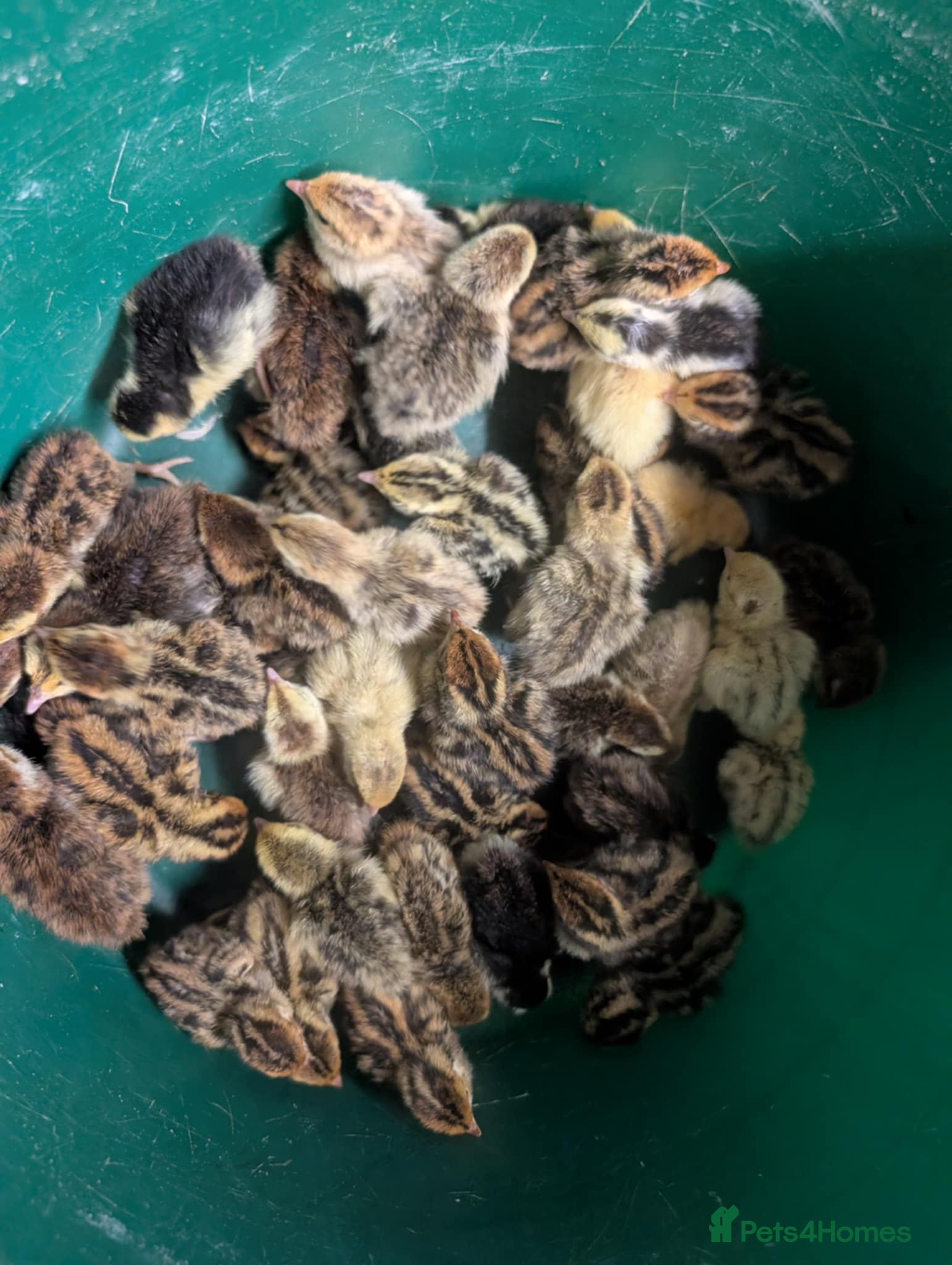 Chickens poultry eggs and chicks and sometimes hens  - Advert 5