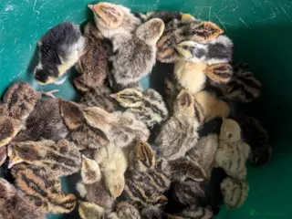 Chickens poultry eggs and chicks and sometimes hens - Advert 5