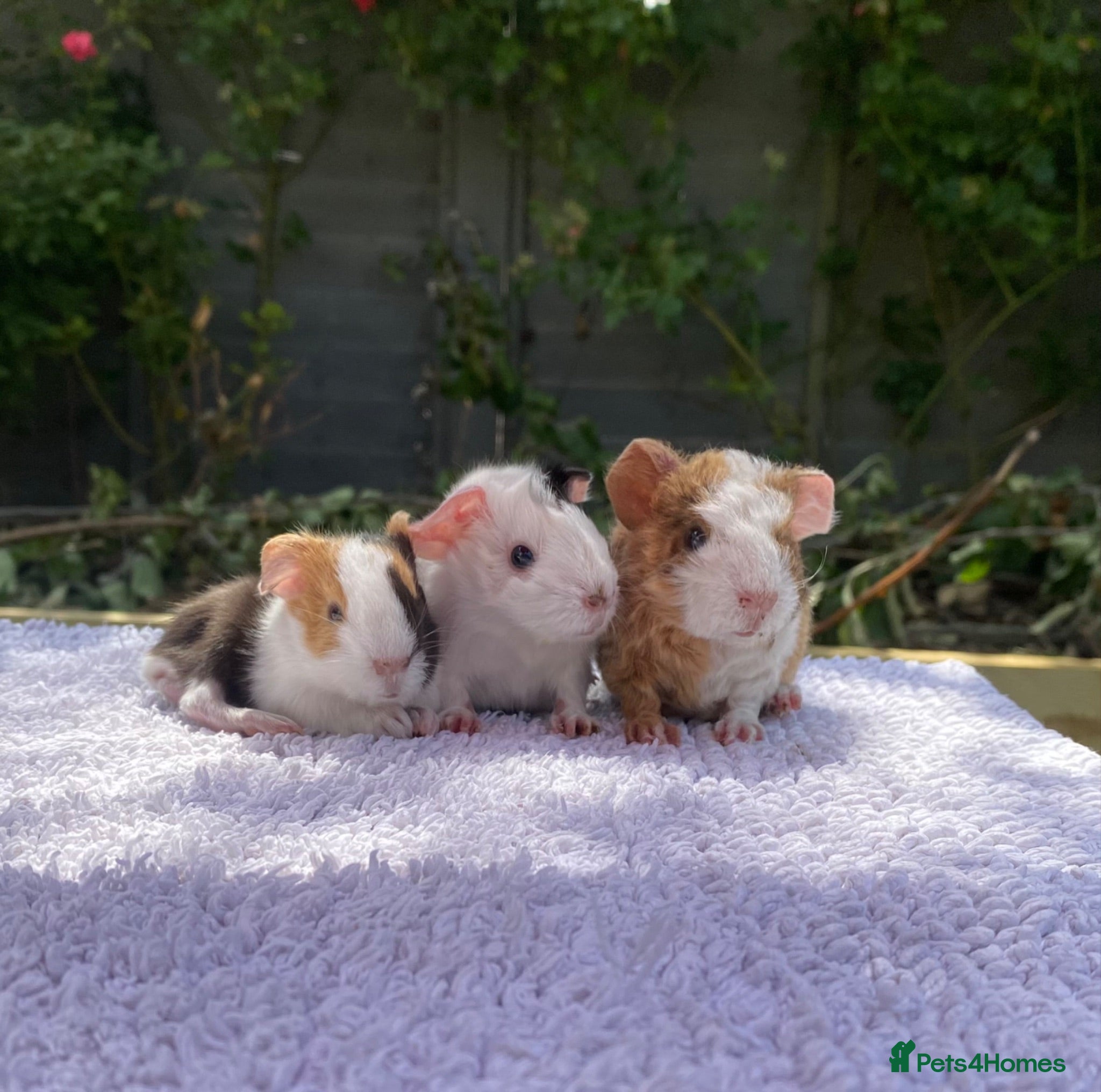 Guinea Pig rodents Teddy, Abyssinian and longhaired guinea pig pups - Advert 15