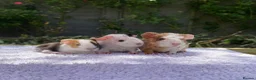 Guinea Pig rodents for sale: Teddy, Abyssinian and longhaired guinea pig pups - Advert 1