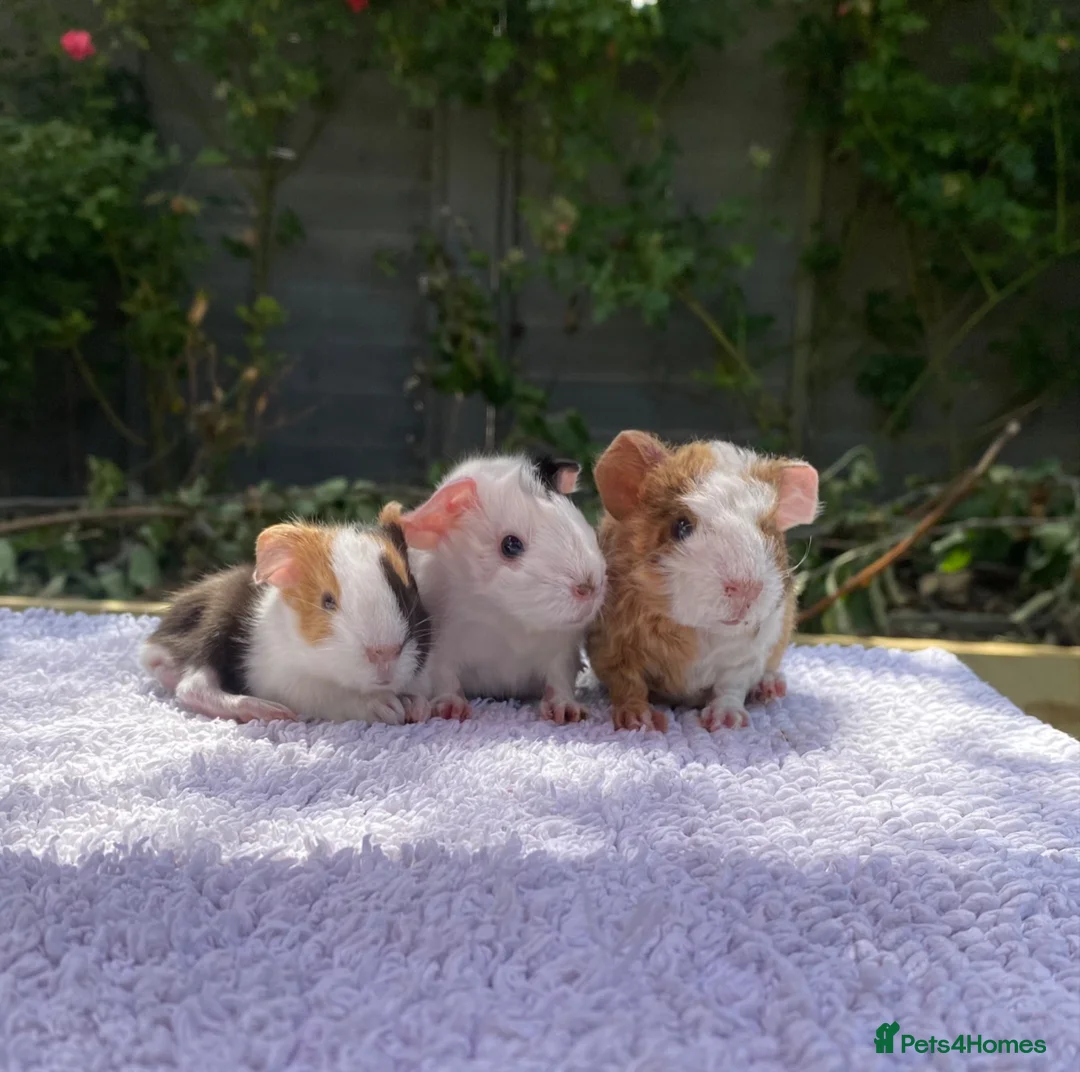 Guinea Pig rodents for sale: Teddy, Abyssinian and longhaired guinea pig pups - Advert 1