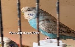 Budgerigars birds for sale: Exhibition budgie flock  - Image 4