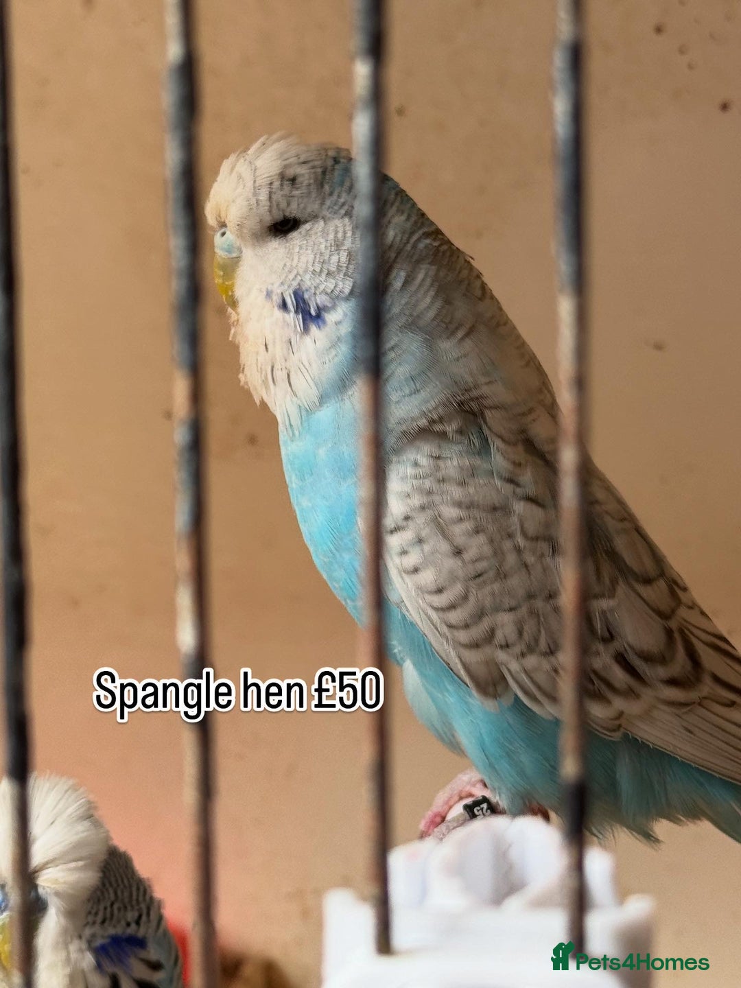 Budgerigars birds for sale: Exhibition budgie flock  - Image 4