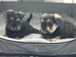 Miniature Schnauzer dogs - Advert 5