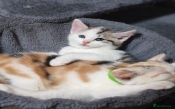 Mixed Breed cats for sale: Cute Bengal mix Kittens looking for loving homes🐱 - Image 4