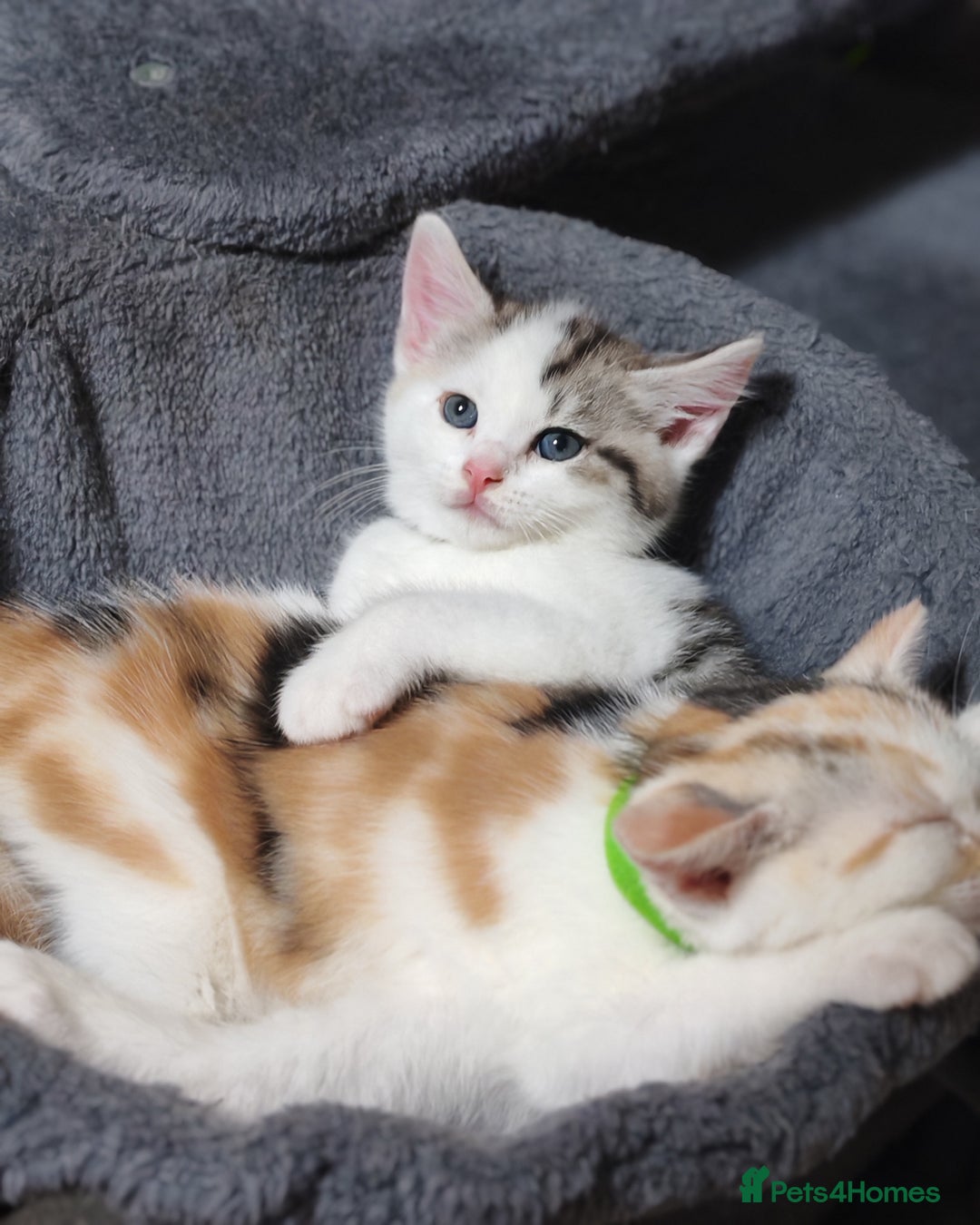 Mixed Breed cats for sale: Cute Bengal mix Kittens looking for loving homes🐱 - Image 4