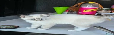 Ragdoll 2