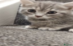 British Shorthair cats for sale: BSH cross kittens - Advert 5