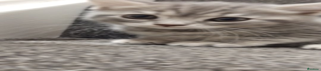 British Shorthair Kitten 1