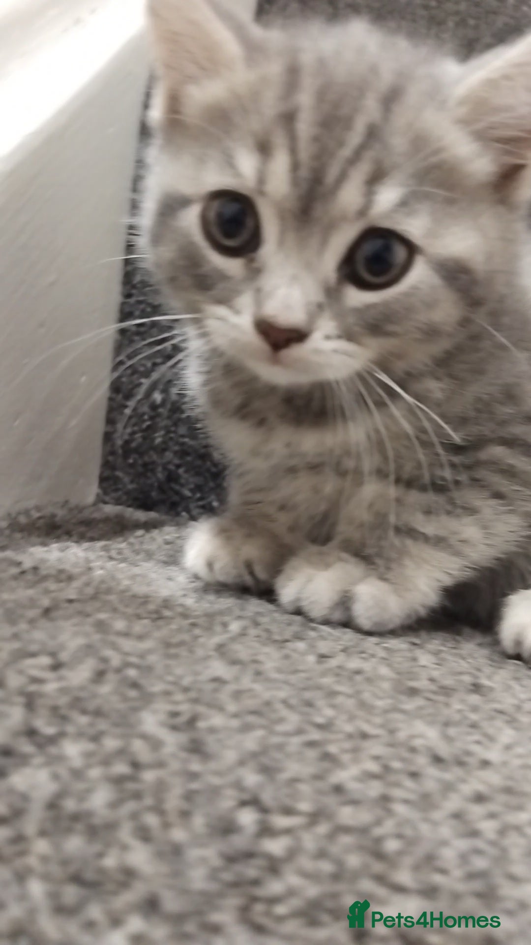 British Shorthair cats for sale: BSH cross kittens - Advert 5