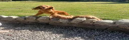 Cocker Spaniel dogs for sale: Cocker spaniel puppies  - Advert 2