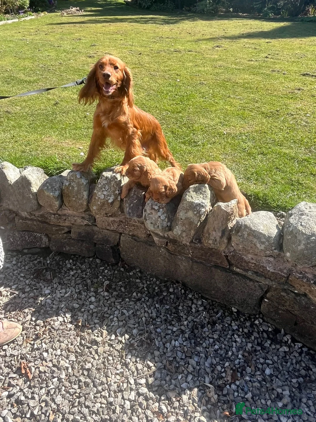 Cocker Spaniel dogs for sale: Cocker spaniel puppies  - Advert 2