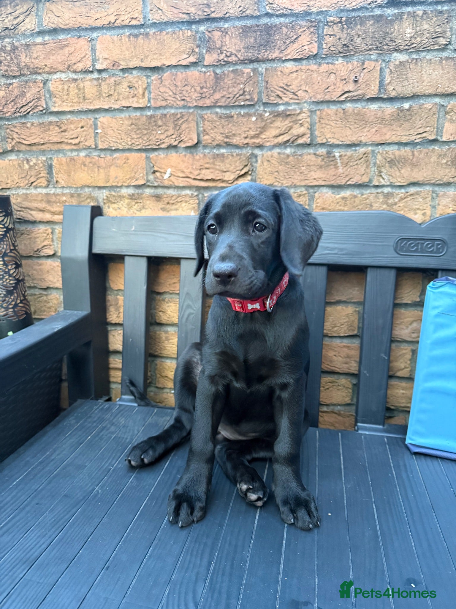 Labrador Retriever dogs Labrador puppies  - Advert 2