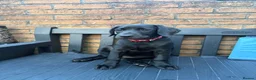 Labrador Retriever dogs for sale: Labrador puppies  - Advert 2