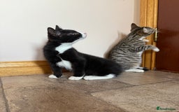 Mixed Breed cats for sale: Kittens for sale  - Image 8