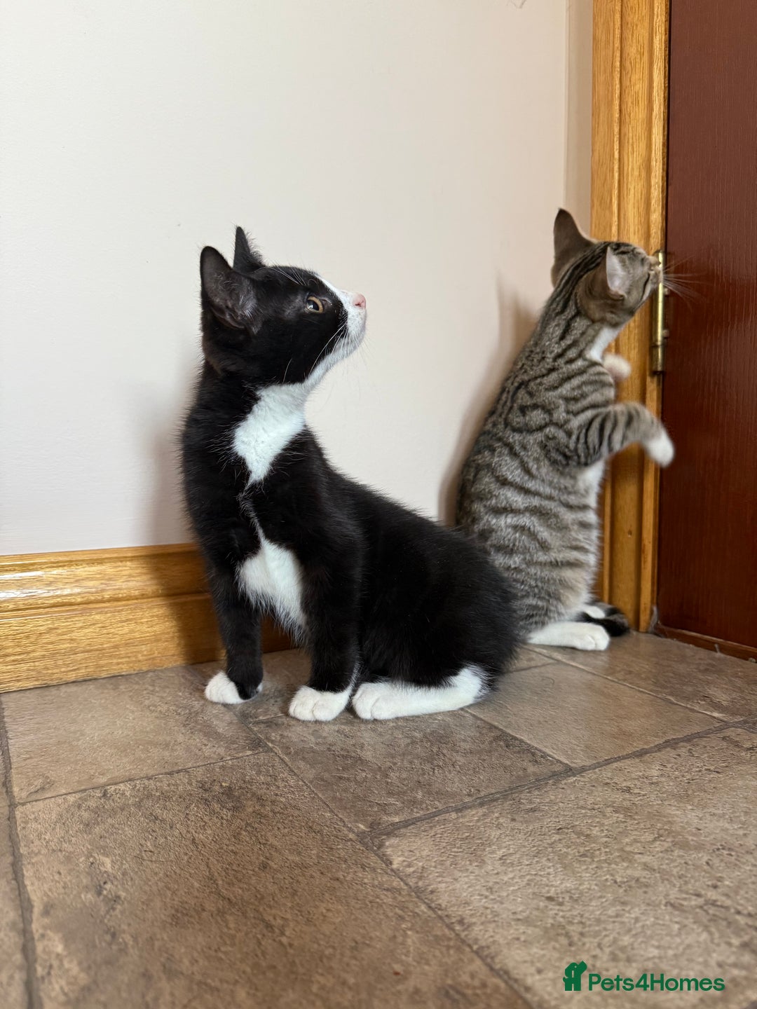 Mixed Breed cats for sale: Kittens for sale  - Image 8