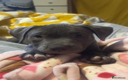Mixed Breed dogs for sale: Blue staffy  - Image 1