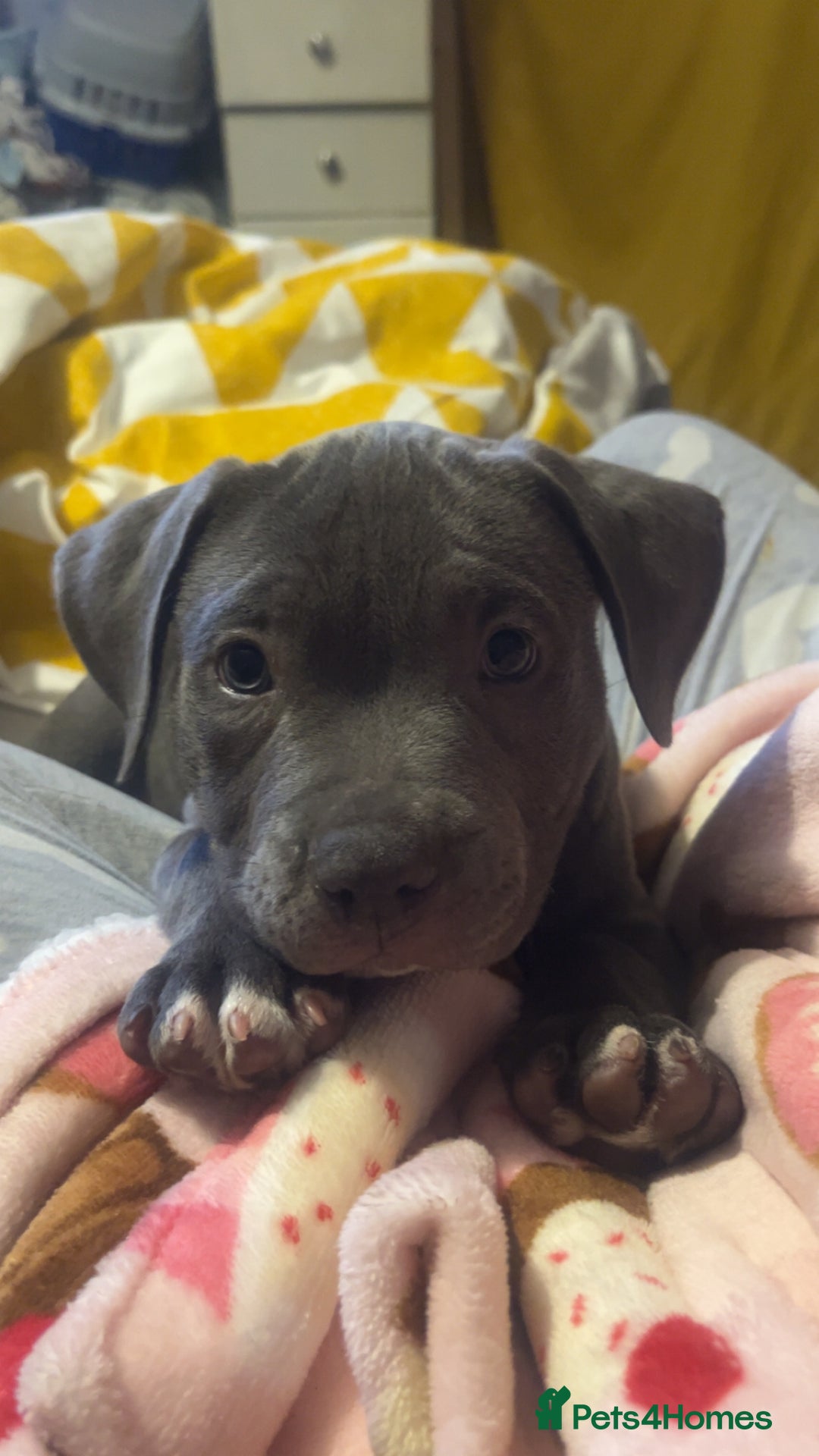 Mixed Breed dogs for sale: Blue staffy  - Image 1