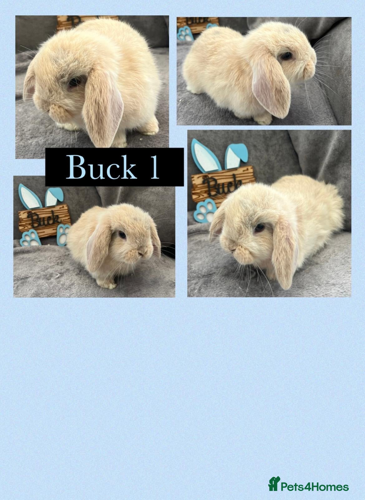 Mini Lop rabbits 2 Beautiful Pure bred mini lop babies boys - Advert 1