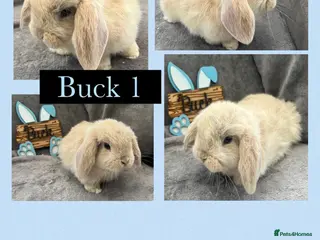 Mini Lop rabbits Beautiful Pure bred mini lop babies - Advert 1