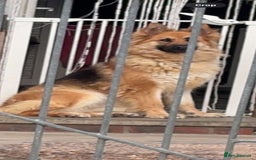 German Shepherd dogs for sale: German shepherd puppies  - Image 12