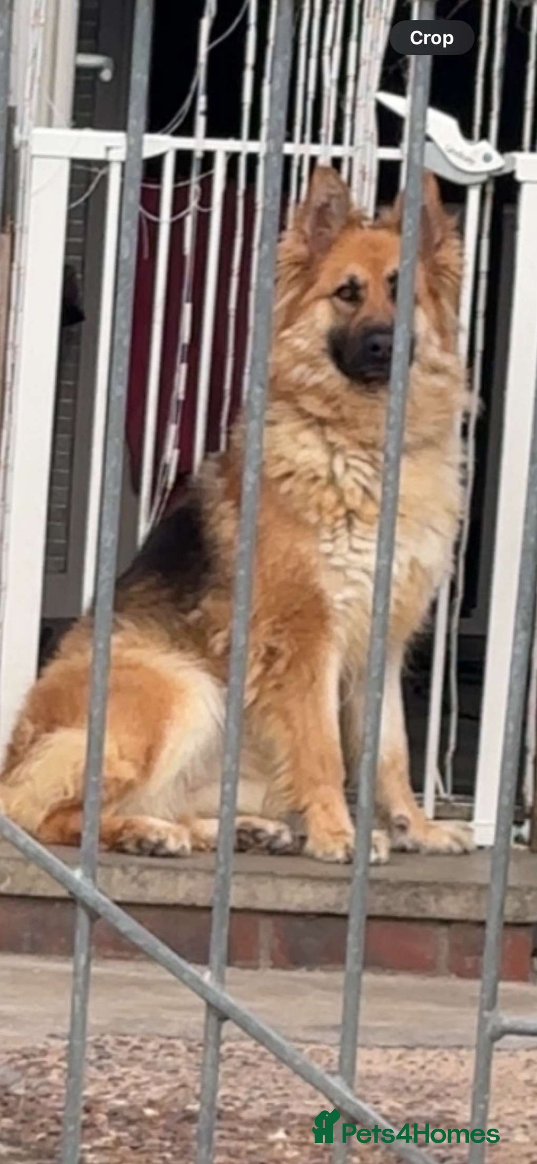 German Shepherd dogs for sale: German shepherd puppies  - Image 12