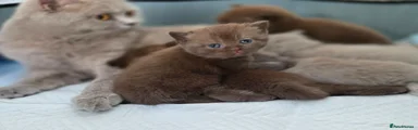 Kuma