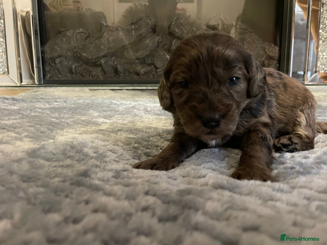 Cockapoo dogs for sale: 5 ⭐️ Cockapoo Puppies for 5 ⭐️ homes only - Image 22