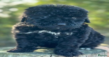 Bernedoodle dogs - Advert 7