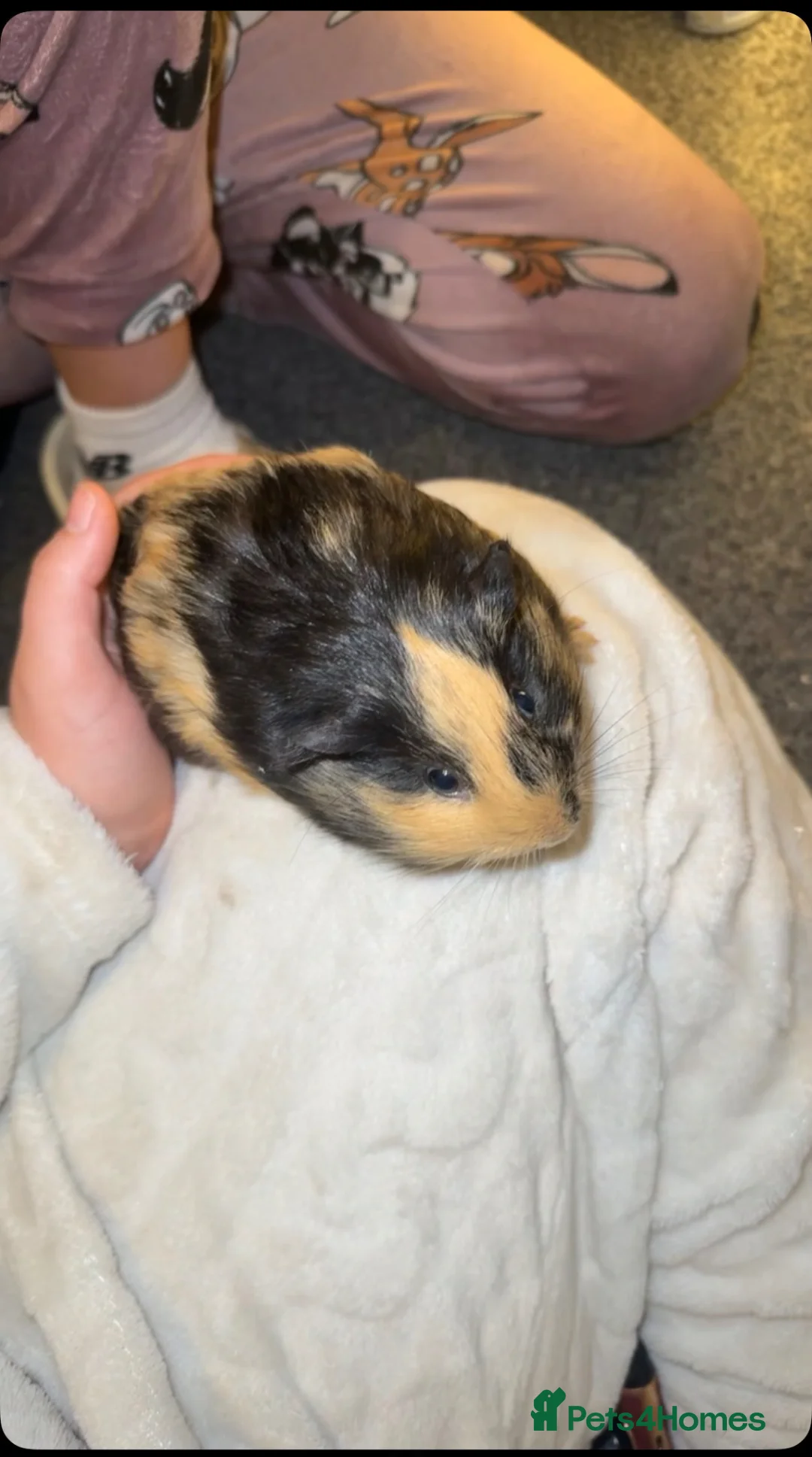 Guinea Pig rodents for sale: 2x male Guinea pigs in Hartlepool - Advert 2