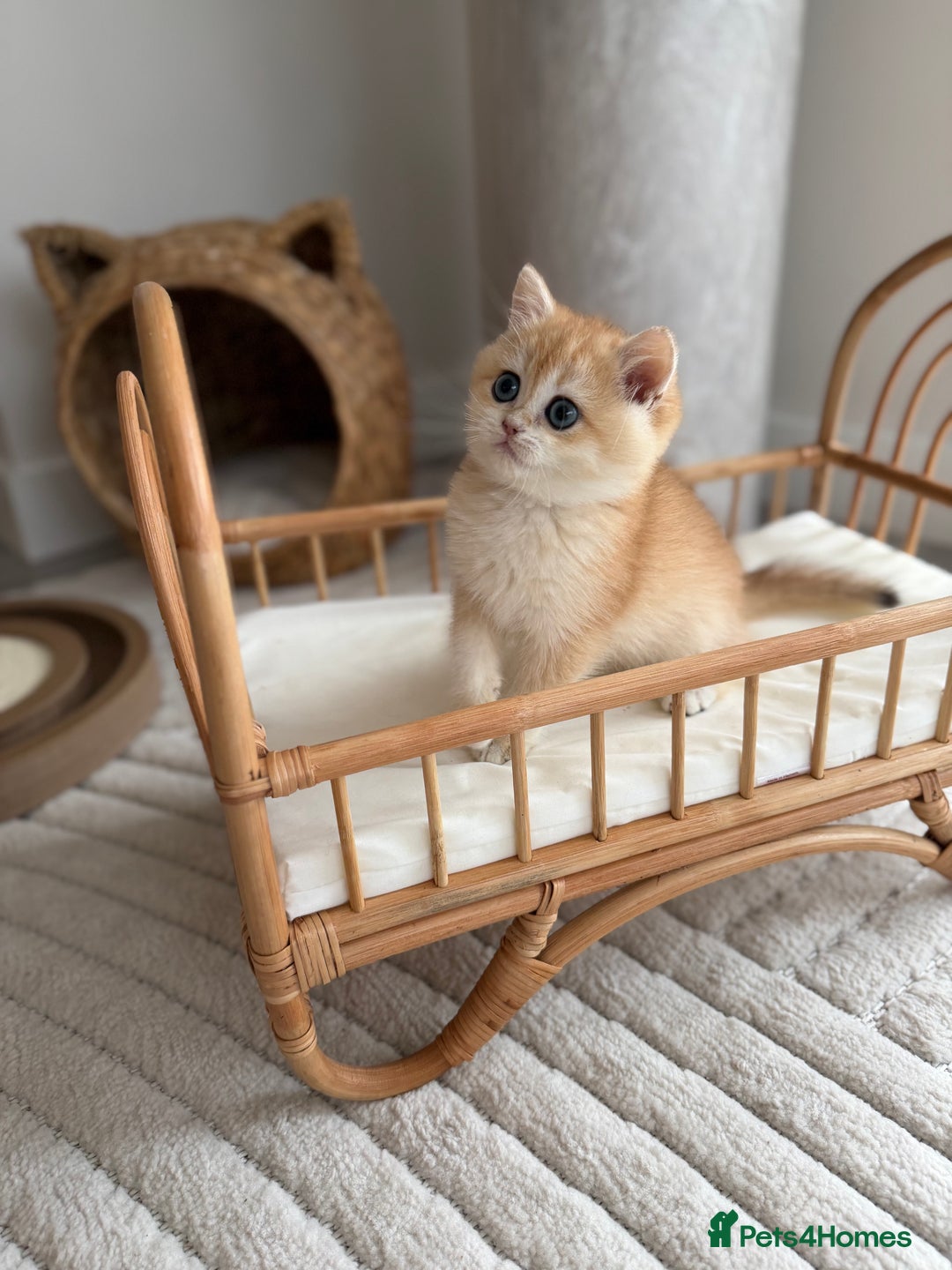 British Shorthair cats for sale: Golden British shorthair kittens - Advert 14