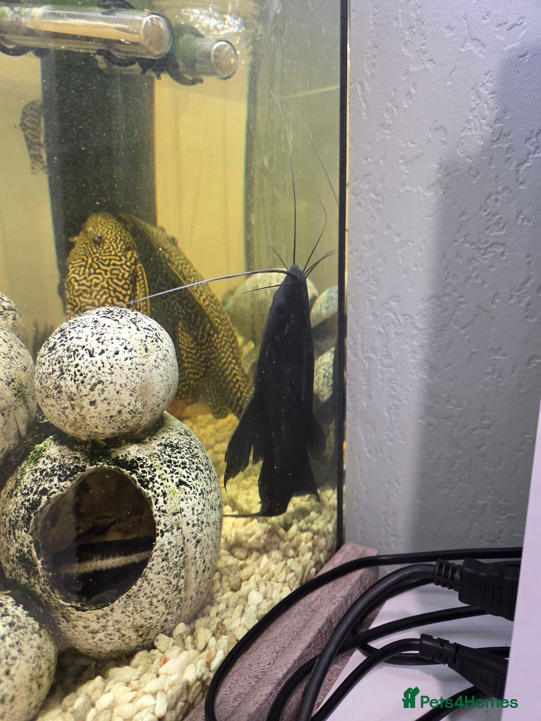 Catfish fish for sale: 4 different catfish - Image 4