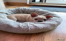French Bulldog dogs for sale: French Bulldog Puppies, 1 boy & 1 girly - Image 4